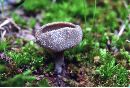 Helvella macropus image