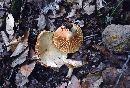 Lactarius subplinthogalus image
