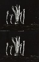 Calocera viscosa image