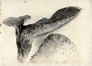Fistulina hepatica image