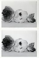 Hydnellum caeruleum image