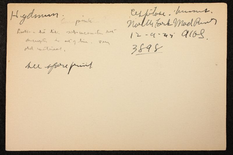 Hydnum subincarnatum image