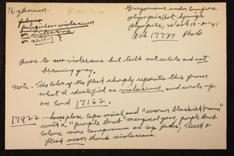 Sarcodon rimosus image