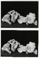 Sarcodon stereosarcinon image
