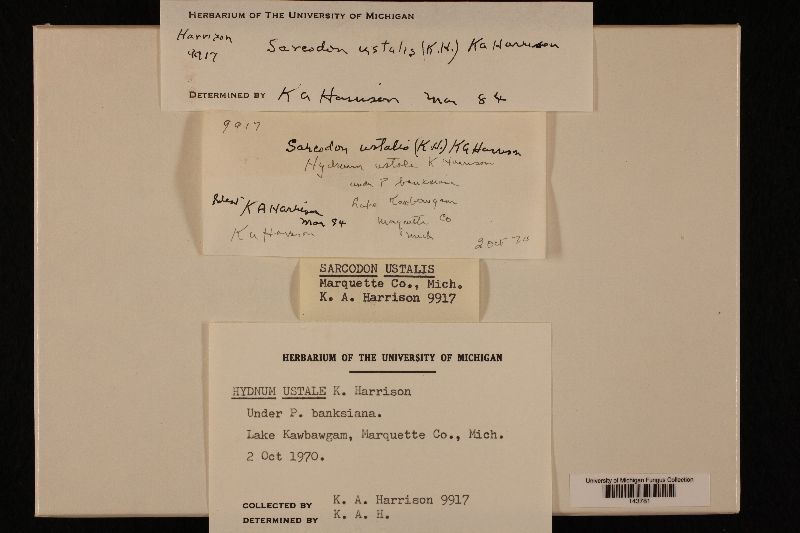 Sarcodon ustalis image