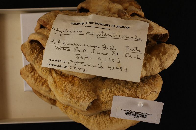 Climacodon septentrionalis image