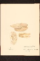 Daedalea quercina image