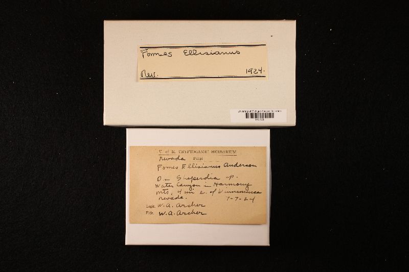 Fomes ellisianus image