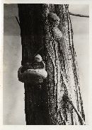 Fomes ellisianus image