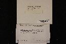 Trichaptum abietinum image