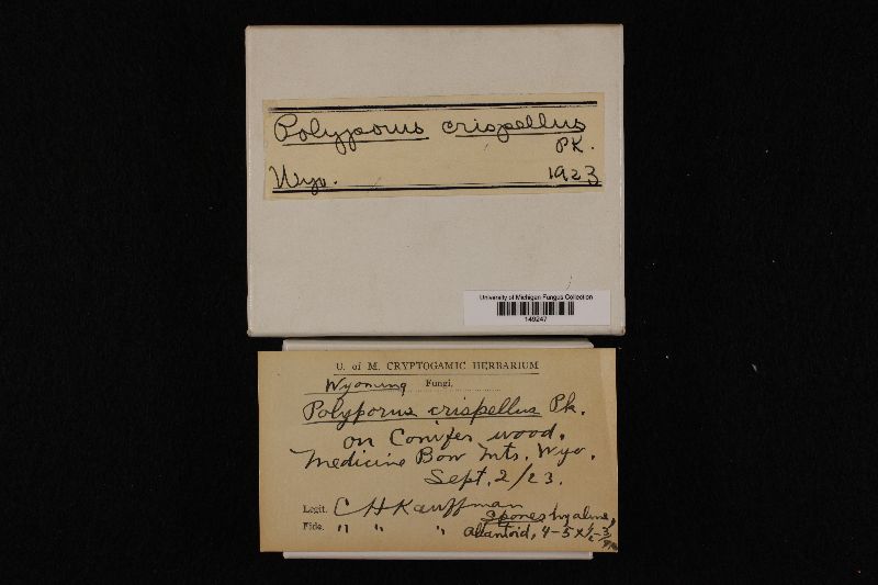 Polyporus crispellus image