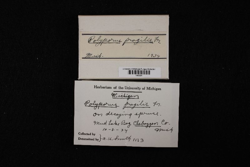 Postia stiptica image