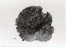 Jahnoporus hirtus image