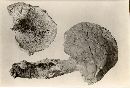 Jahnoporus hirtus image