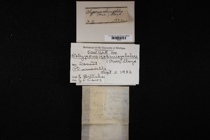 Polyporus robiniophilus image