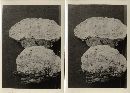 Fomitopsis spraguei image