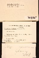 Sarcodontia spumea image