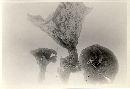 Onnia tomentosa image