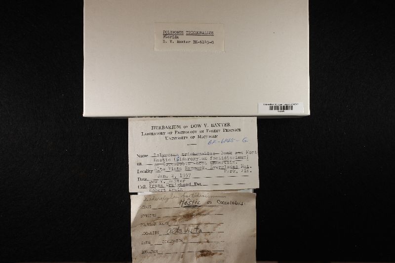 Trichaptum trichomallum image