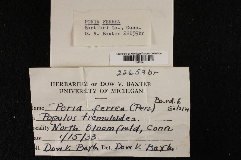 Fuscoporia ferrea image