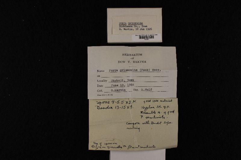 Poria griseoalba image