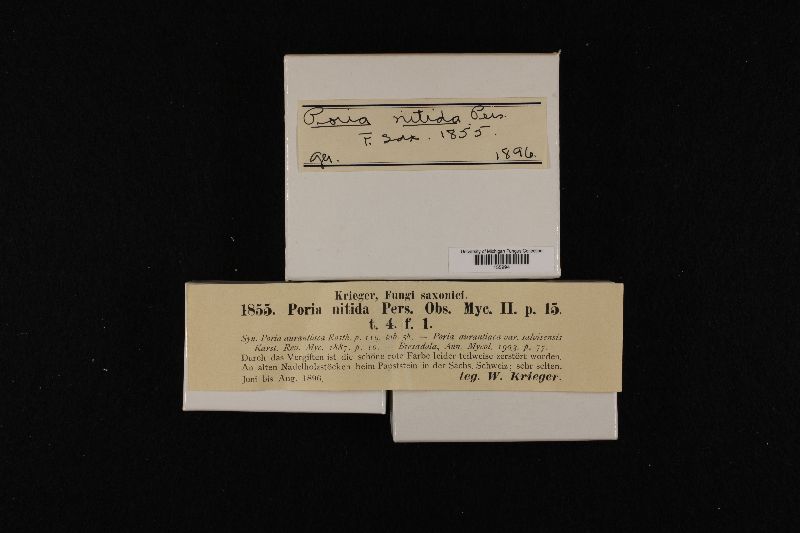 Junghuhnia nitida image