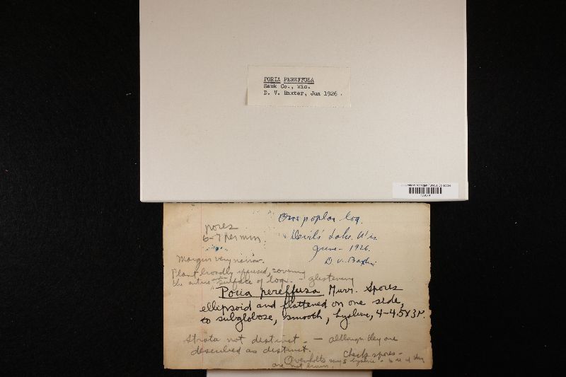 Phellinus laevigatus image