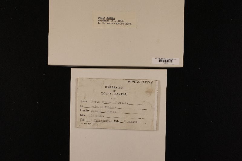 Diplomitoporus rimosus image