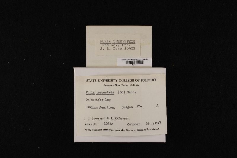 Byssoporia terrestris image