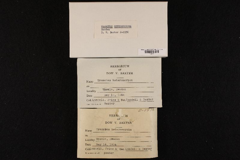 Antrodia heteromorpha image