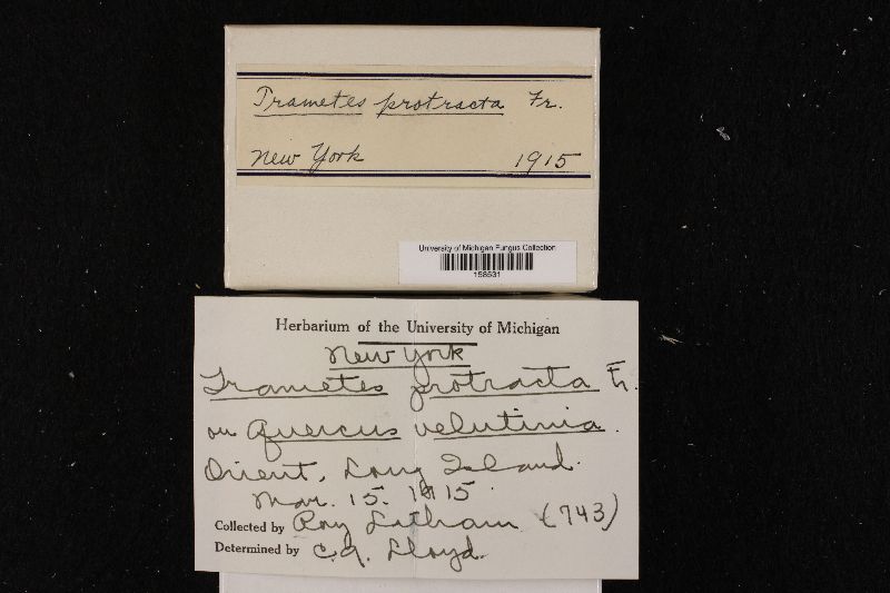 Gloeophyllum protractum image