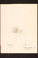 Clavulina cinerea image