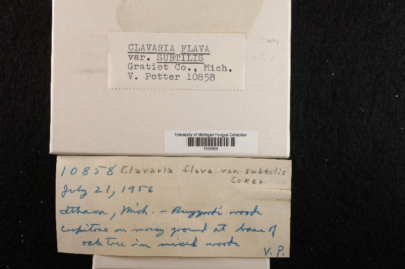 Ramaria subtilis image