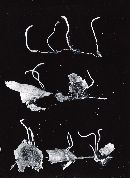 Macrotyphula juncea image