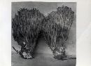 Ramaria stricta image