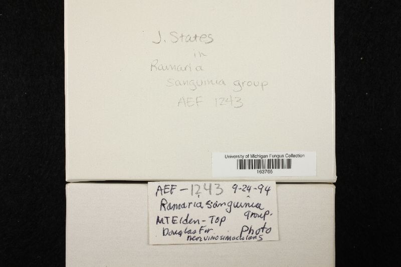 Ramaria sanguinea image