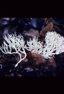 Ramariopsis kunzei image