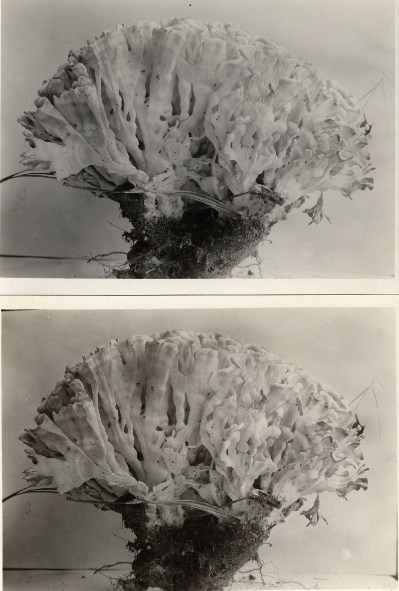 Sparassis laminosa image