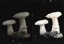 Pleurotus dryinus image
