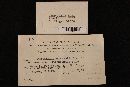 Media resource of Campanella alba