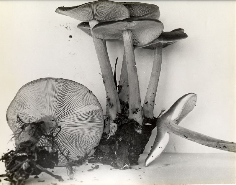 Collybia badiialba image