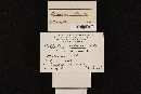 Callistosporium luteo-olivaceum image