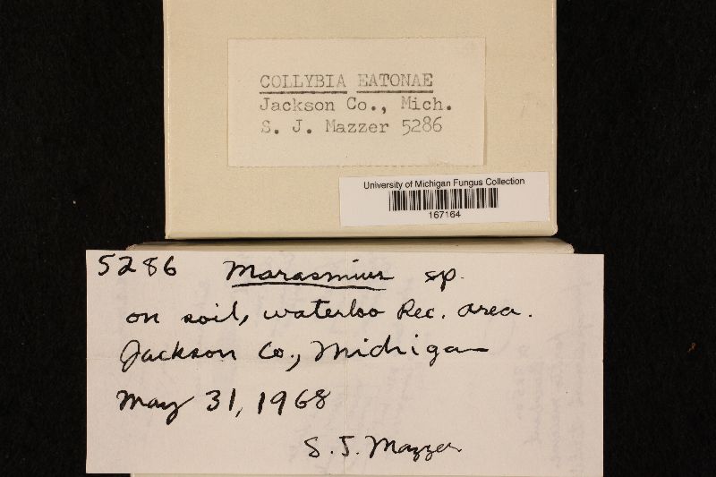 Collybia eatonae image