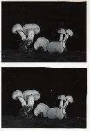 Rhodocollybia maculata image