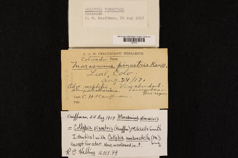 Collybia pinastris image