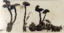 Tephrocybe tylicolor image