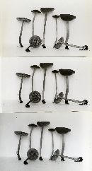 Tephrocybe tylicolor image