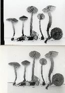 Tephrocybe tylicolor image