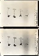 Collybia tuberosa image