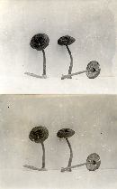 Crinipellis zonata image